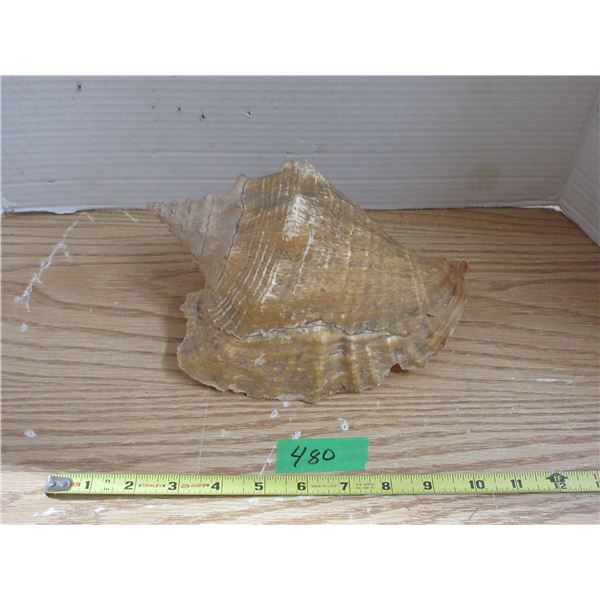Large Sea Shell 11 Inches Long