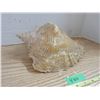 Image 2 : Large Sea Shell 11 Inches Long