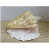 Image 3 : Large Sea Shell 11 Inches Long