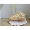 Image 4 : Large Sea Shell 11 Inches Long