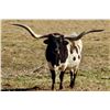 Image 1 : BL Bandito Tuff