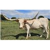 Image 1 : Great Cowgirl Gatsby CPL
