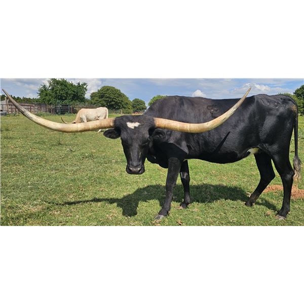 Grand Jamoca Cowgirl CPL