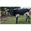 Image 1 : Nightshade Cowgirl CPL