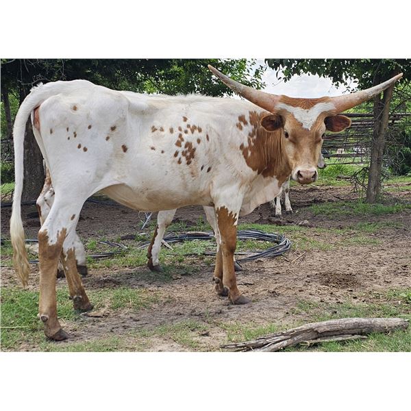 Mango Tree Cowgirl CPL