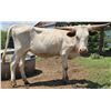 Image 1 : White Satin Cowgirl CPL