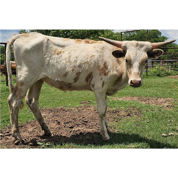 Scratch - Pearl Rose Cowgirl CPL