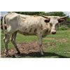 Image 1 : Scratch - Pearl Rose Cowgirl CPL