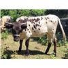 Image 1 : Kool Pearl Cowgirl CPL