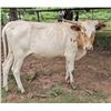Image 1 : Enso Cowgirl CPL