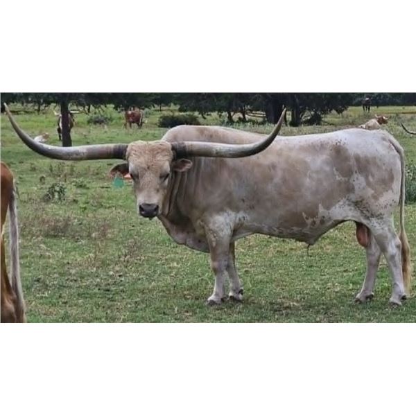 Heifer Sexed Semen PCC Run Away Gray