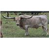 Image 1 : PCC Run Away Gray - 3 straws heifer sexed semen