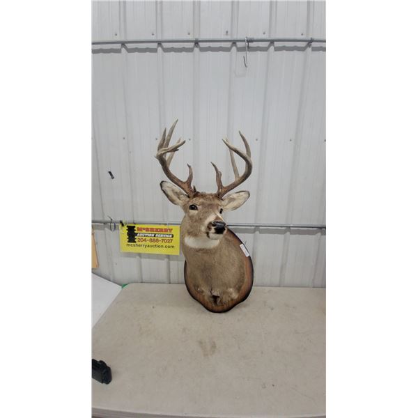 Whitetail Deer Buck Taxidermy Shoulder Mount on Wooden Plaque. Purchaser will be Responsible for obt