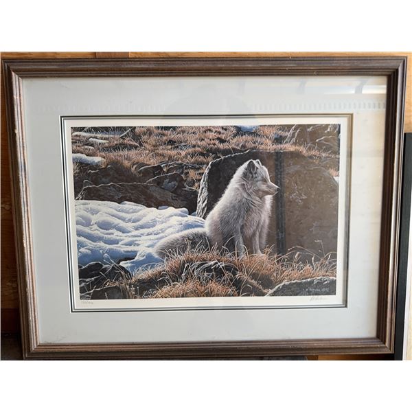 Ron Parker Northern Morning-Arctic Fox Print