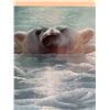 Image 5 : Polar Secrets by John Seerey-Lester