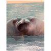 Image 6 : Polar Secrets by John Seerey-Lester