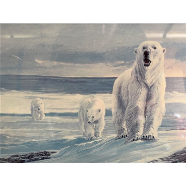 Framed Polar Bear Print, 13x10 Inches