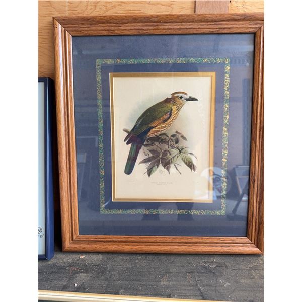 Framed Rufous Crowned Roller Print