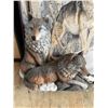 Image 6 : Wolf Pack Framed Art With Sculpted Figures