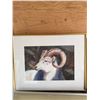 Image 1 : Ron Tilbury Framed Ram Watercolor