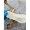 Image 4 : Irvin Kuptana Inuit Antler and Bone Sculpture