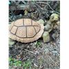 Image 4 : Decorative Large Resin Tortoise Garden Statue
