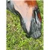 Image 3 : Live Edge Epoxy Resin Wood Slab, Approximately 130 cm