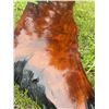 Image 5 : Live Edge Epoxy Resin Wood Slab, Approximately 130 cm