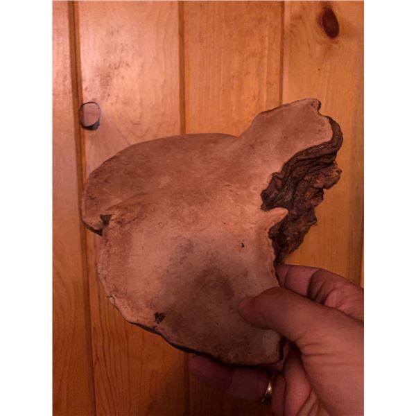Large Polypore Conk Mushroom Fungus Specimen