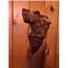 Image 2 : Large Polypore Conk Mushroom Fungus Specimen
