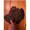 Image 3 : Large Polypore Conk Mushroom Fungus Specimen