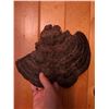 Image 4 : Large Polypore Conk Mushroom Fungus Specimen