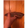 Image 5 : Large Polypore Conk Mushroom Fungus Specimen