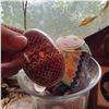 Image 3 : Hand-Painted Ukrainian Pysanky Eggs in Vase