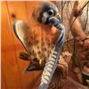 Image 2 : Hand-Carved and Painted American Kestrel Sculpture Signed 'Sig 94'