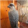 Image 11 : Hand-Carved Wooden Hawk Sculpture on Driftwood Base