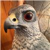 Image 13 : Hand-Carved Wooden Hawk Sculpture on Driftwood Base