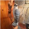 Image 3 : Hand-Carved Wooden Hawk Sculpture on Driftwood Base