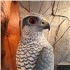 Image 5 : Hand-Carved Wooden Hawk Sculpture on Driftwood Base