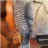 Image 6 : Hand-Carved Wooden Hawk Sculpture on Driftwood Base