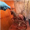 Image 2 : Antique Cast Iron Horse Tricycle Pull Toy, c. Early 20th Century
