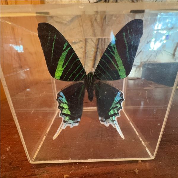 Signed Display of Green-Banded Swallowtail Butterfly