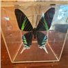 Image 1 : Signed Display of Green-Banded Swallowtail Butterfly