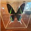 Image 2 : Signed Display of Green-Banded Swallowtail Butterfly