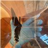 Image 3 : Signed Display of Green-Banded Swallowtail Butterfly