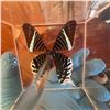 Image 4 : Signed Display of Green-Banded Swallowtail Butterfly