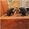 Image 2 : Hand-Carved Inuit Beaver Sculpture by Louis K