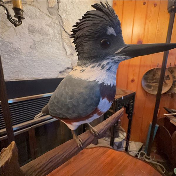Belted Kingfisher Taxidermy Mount on Wood Base