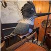 Image 1 : Belted Kingfisher Taxidermy Mount on Wood Base