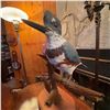 Image 2 : Belted Kingfisher Taxidermy Mount on Wood Base